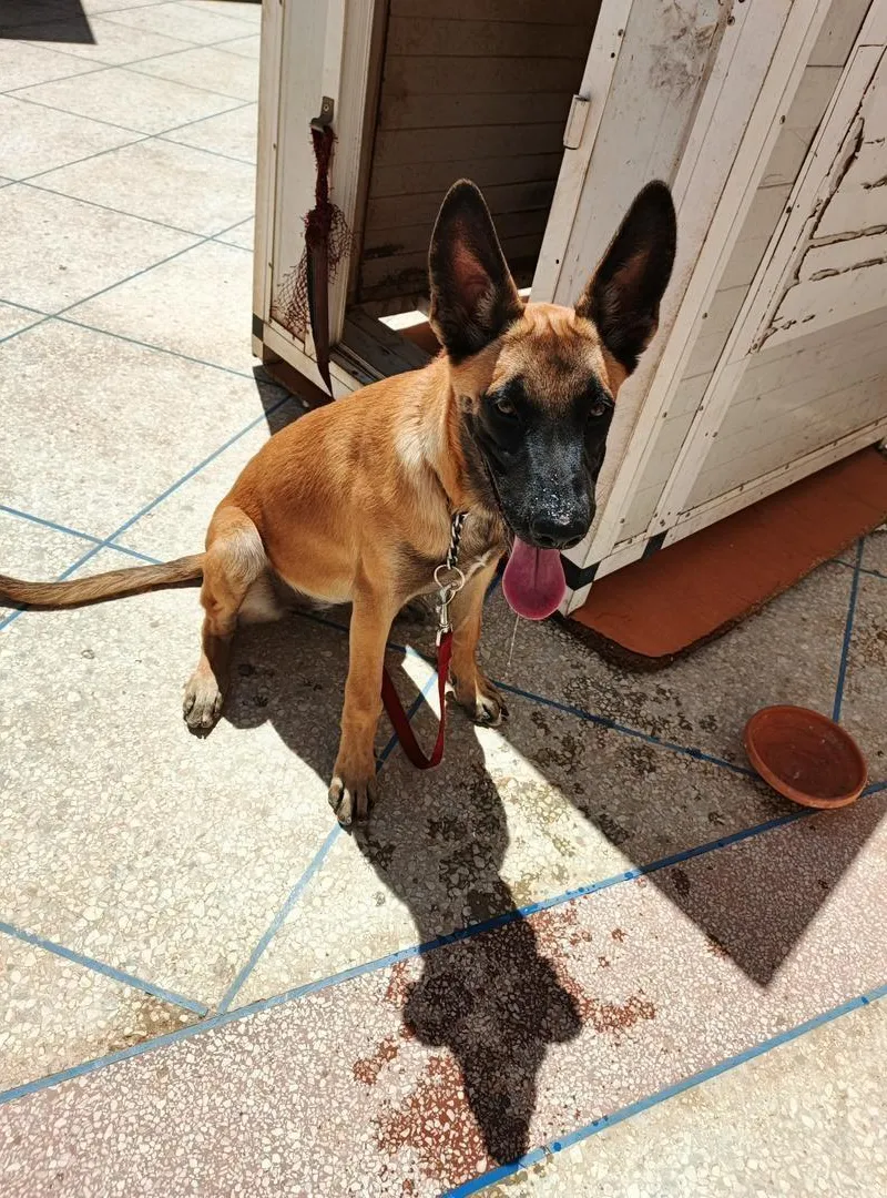 Chien Malinois classique