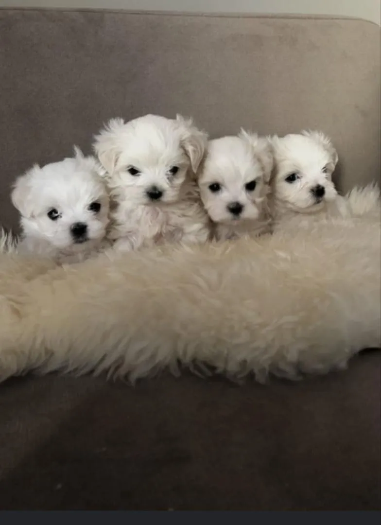 Super chiot bichon maltais nain