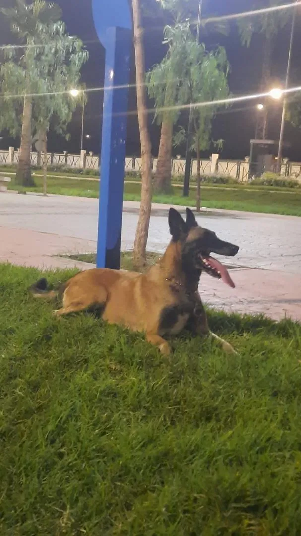 Femelle malinois pure race