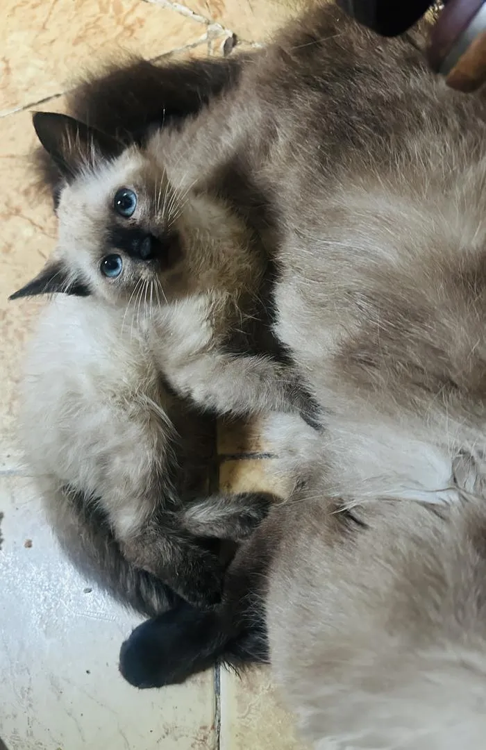 Chaton siamois