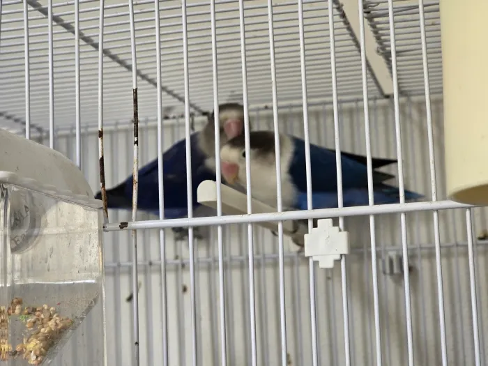 Oiseaux inséparables avec cage et materiel