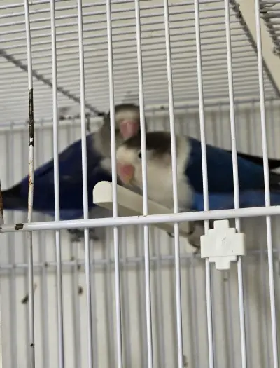 Oiseaux inséparables avec cage et materiel