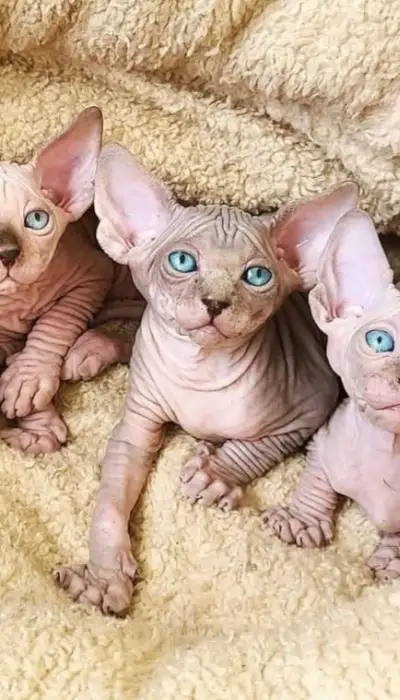 Sphynx canadien chaton