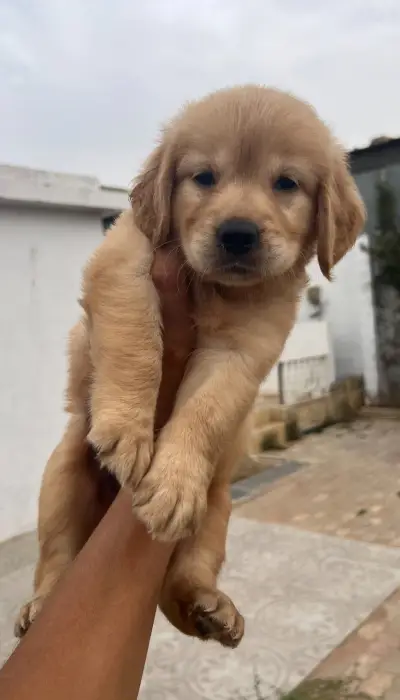 Golden retriever ✨📸