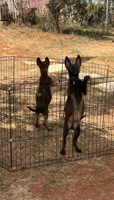Berger Belge Malinois 🐾📸