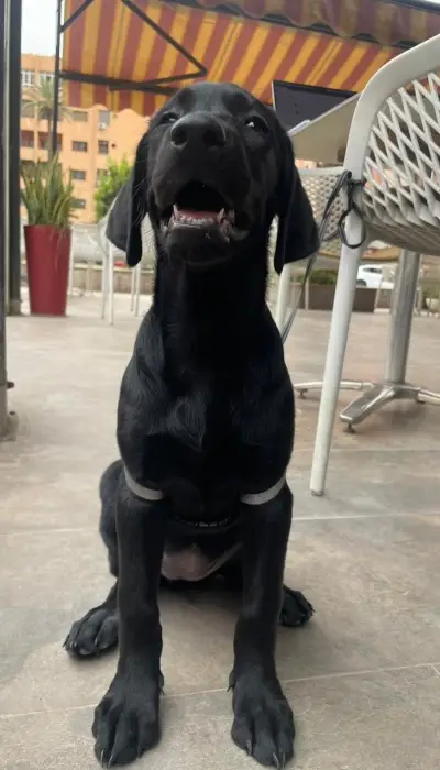 adorable chiot labrador noire