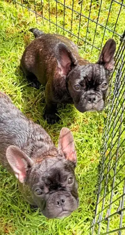 Vends chiots Bouledogue Français