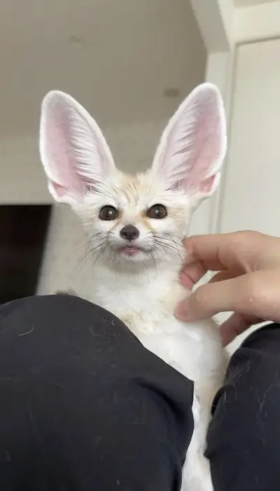 Fennec fox