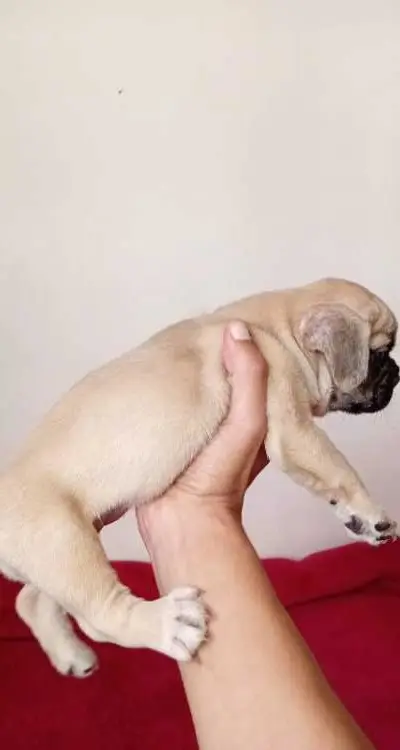 Bulldog francais female