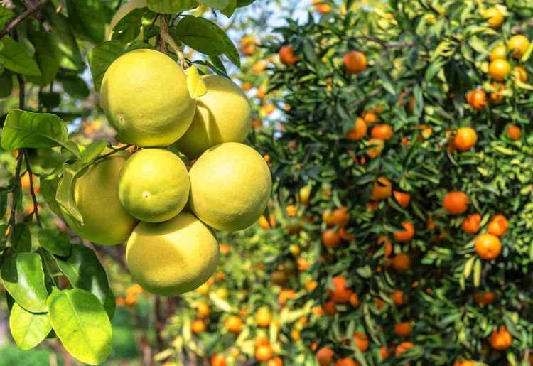 Gérant d’exploitation en arbres fruitiers
