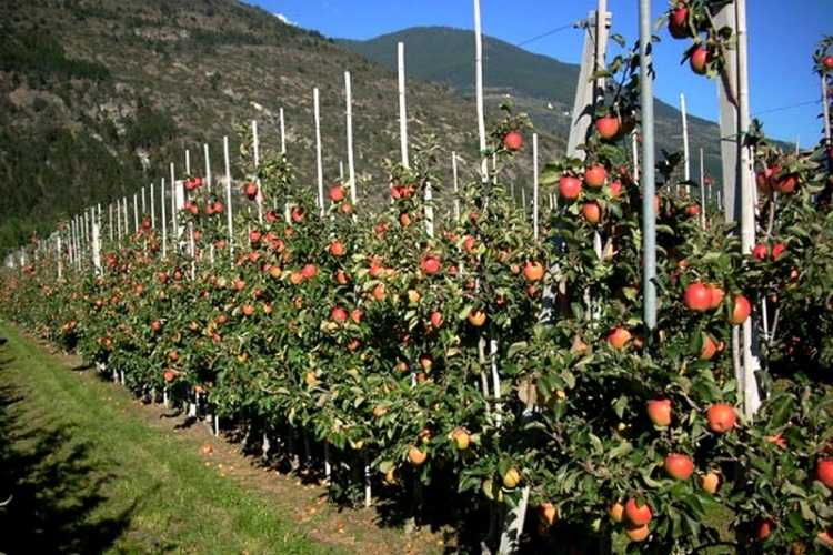 Gérant d’exploitation en arbres fruitiers