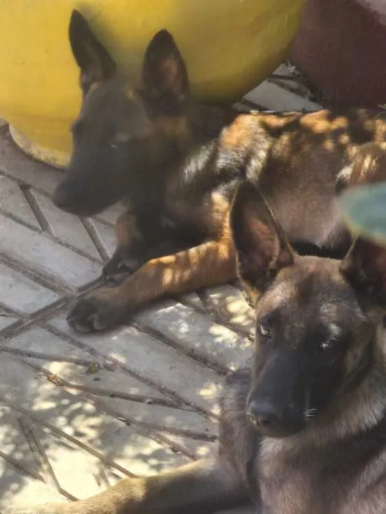 CHIOTS MALINOIS