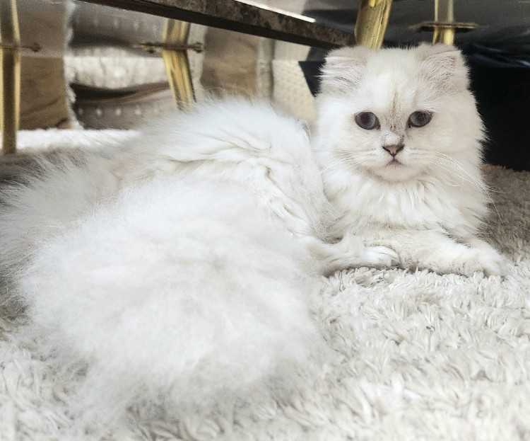 RARE chatte mignature scottish fold