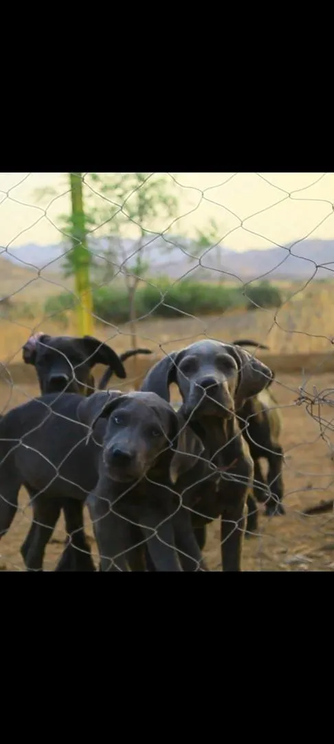Chiots Cane Corso avec pedigree