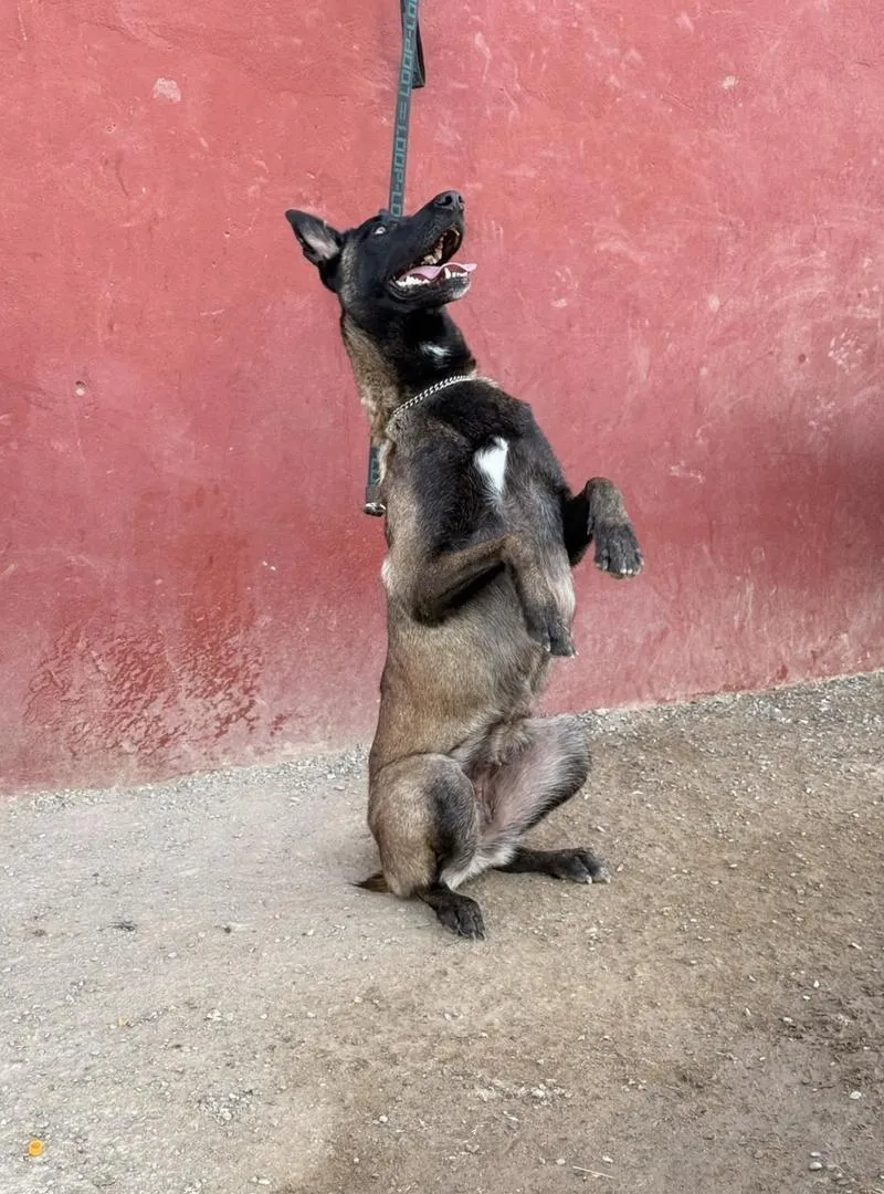 Malinois charbon