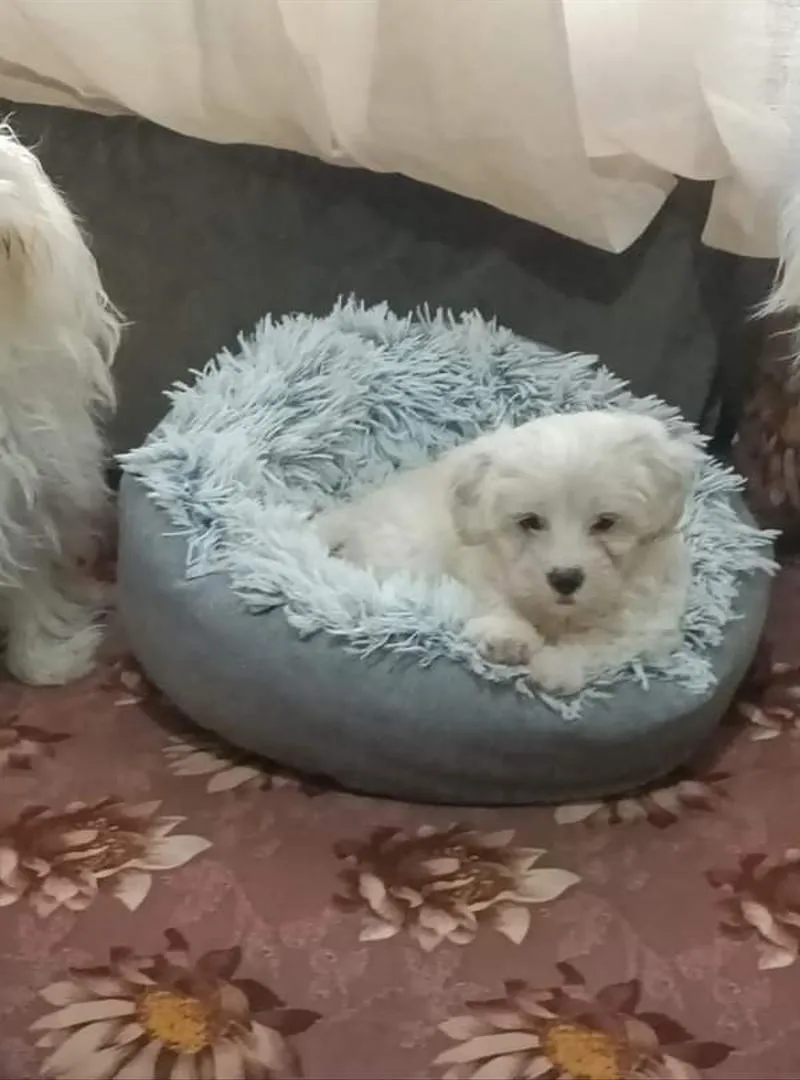 Bichon Maltais pure race