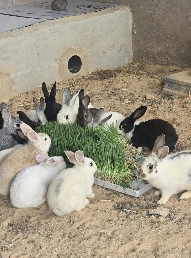 Lapins à vendre