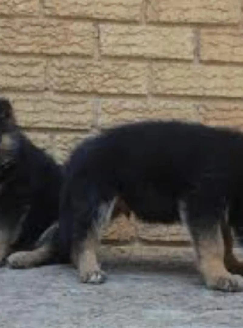 berger allemand