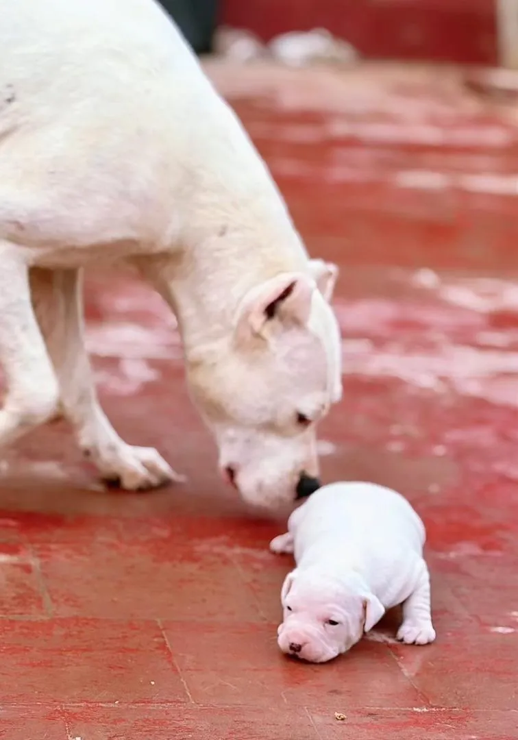 Femelle Dogo Argentino à vendre
