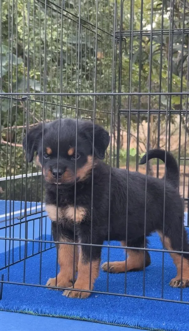 Magnifique Femelle rottweiler pedigree