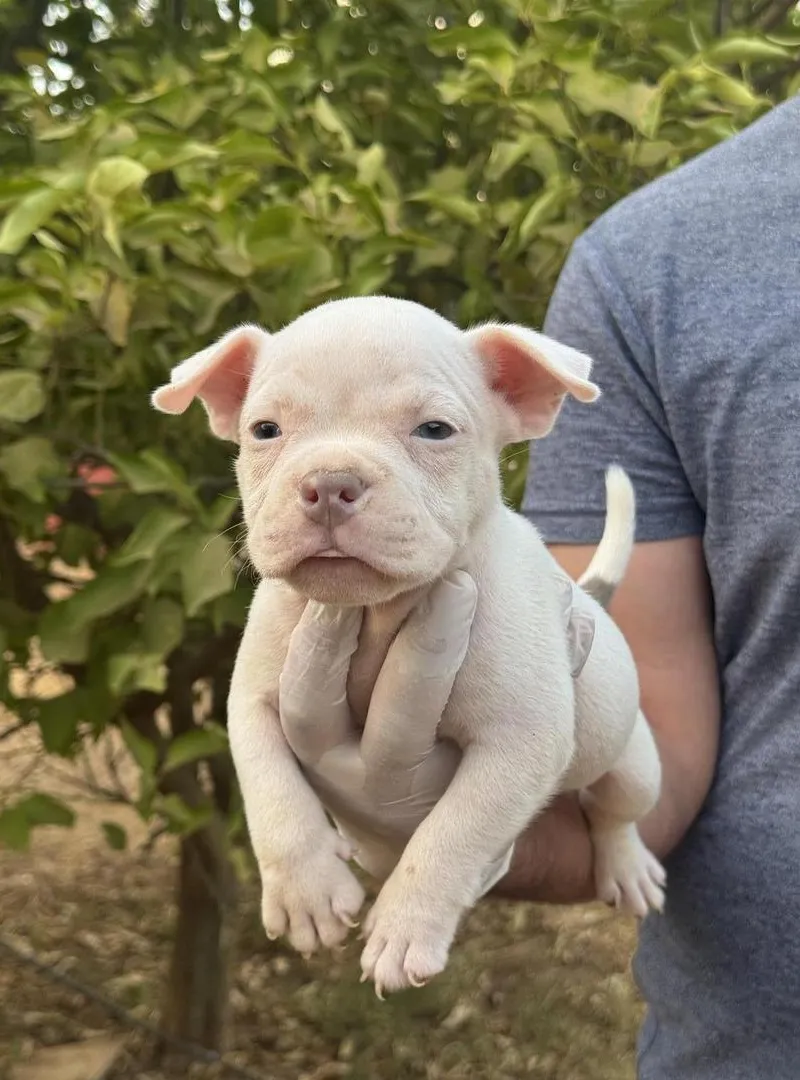 Magnifique Chiot American Bully Nano