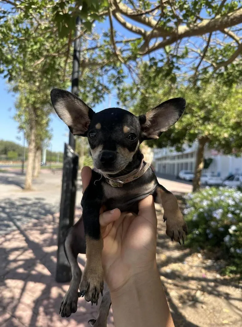 Chihuahua 🐶