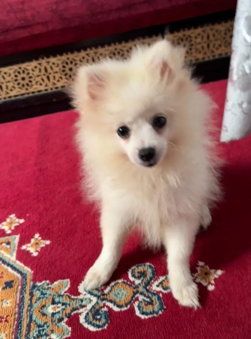 Spitz 2,5 mois