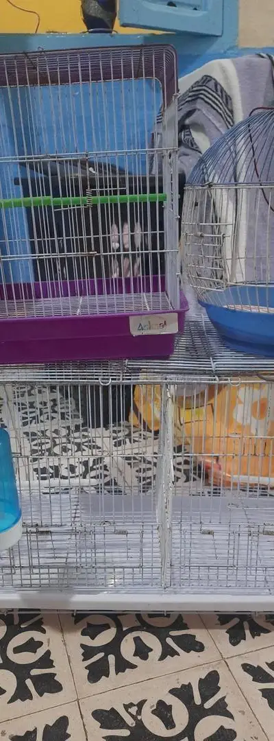 3 cages à oiseaux