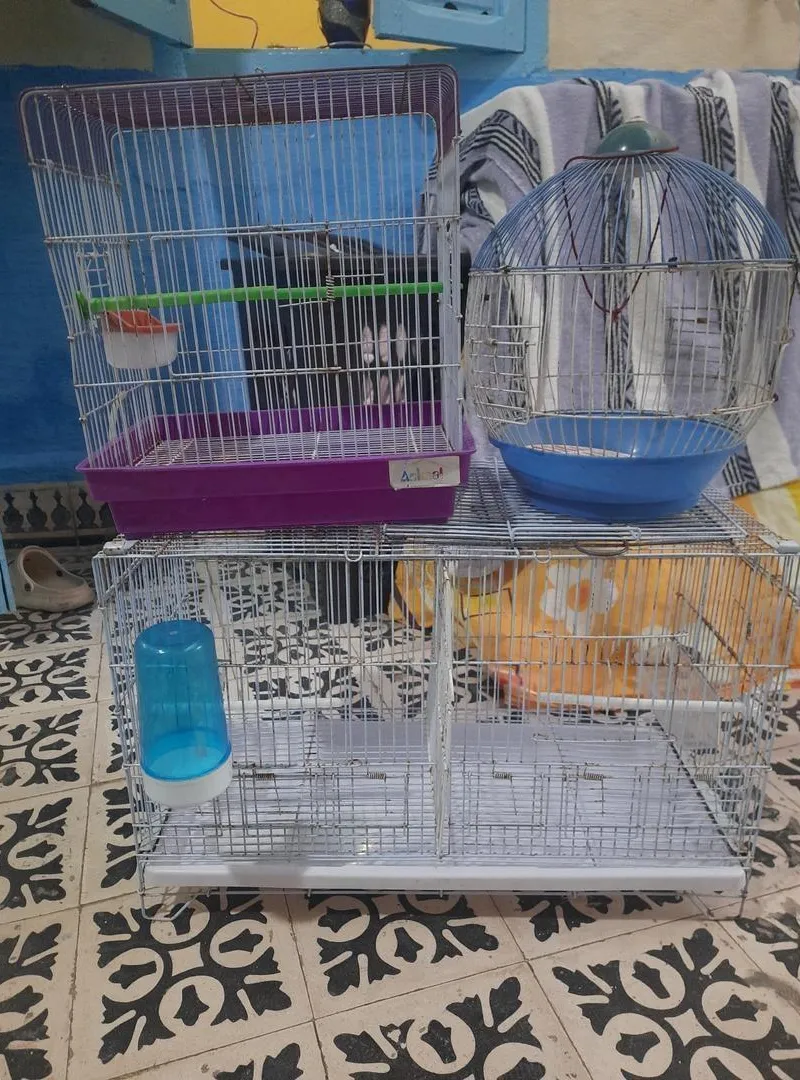 3 cages à oiseaux