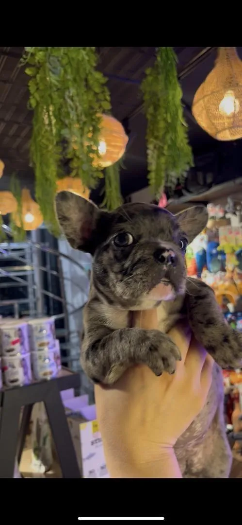 Femelles bouledogues black merle
