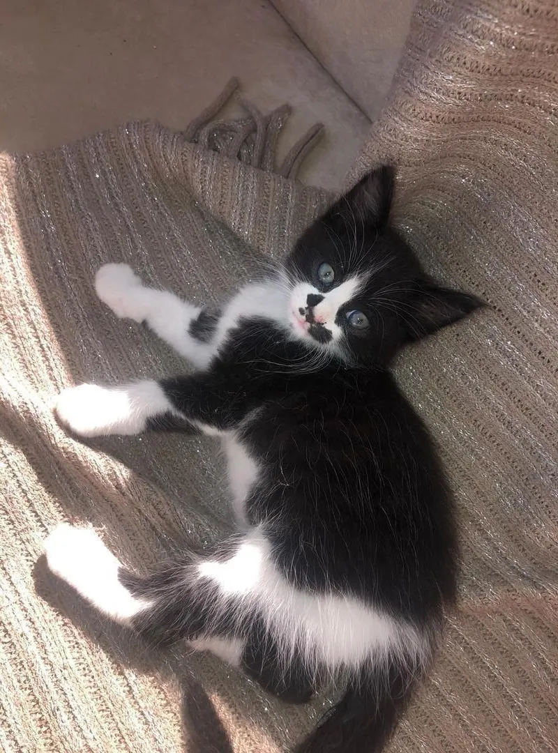 2 chatons - El Jadida