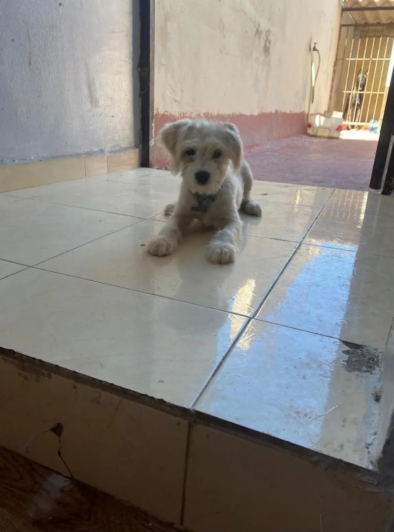 Adorable caniche de pure race, 3 mois, mâle