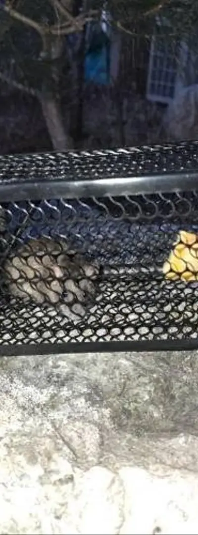 Piège à rats, fléau pour les rats