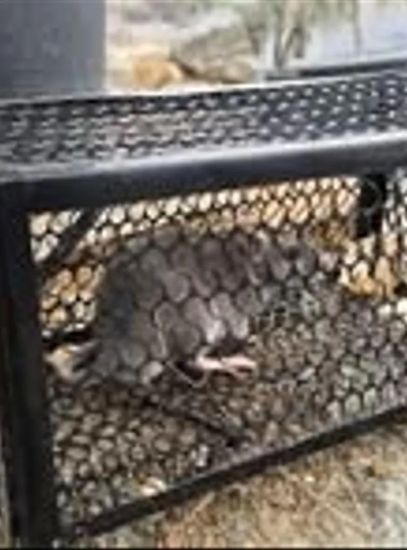 Piège à souris réutilisable, cage à souris