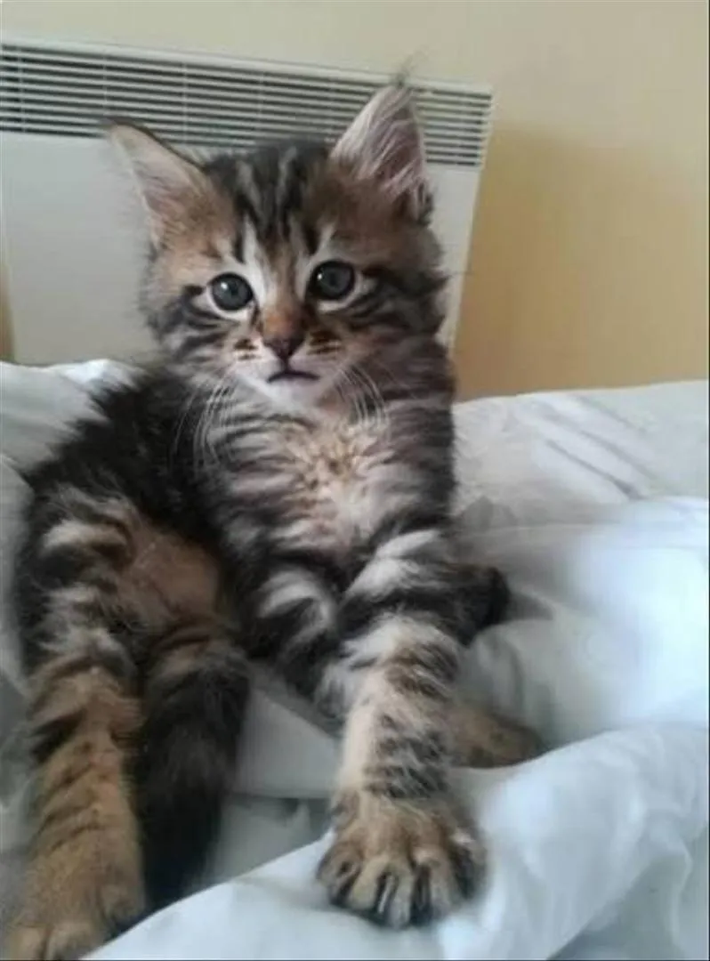 Chaton Norvège poilong bébé chat