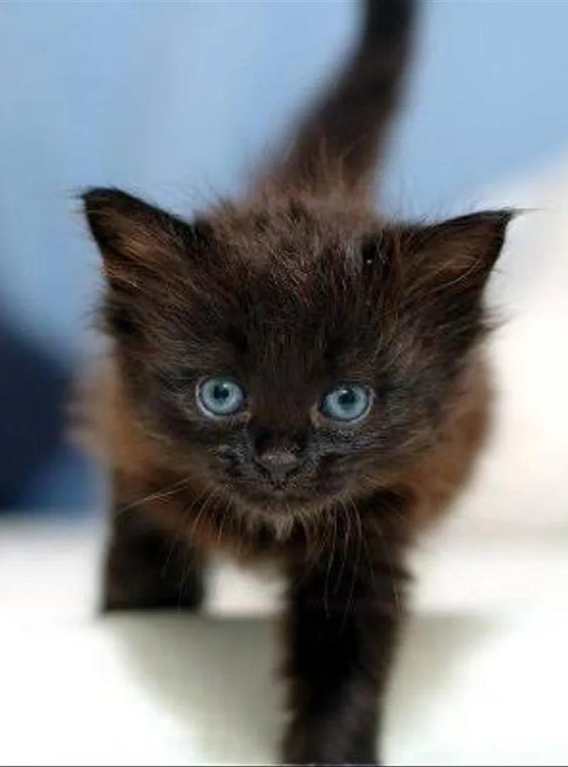 Scotch Straight noir bébé