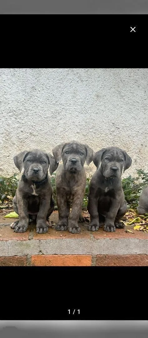 Chiots Cane Corso pure race