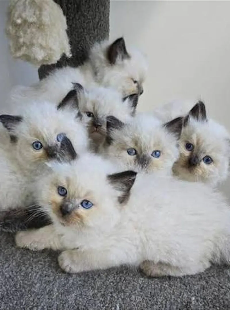 Magnifique bébé chat Ragdoll