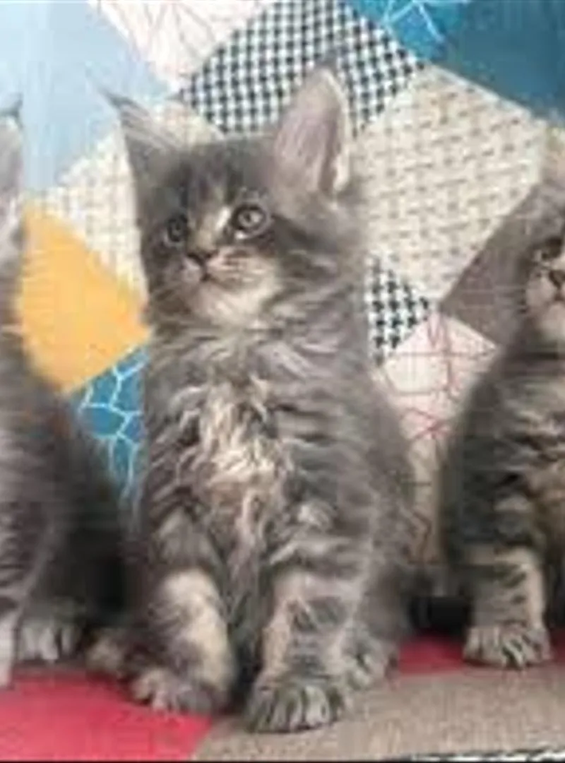 Chaton Norvège poil long