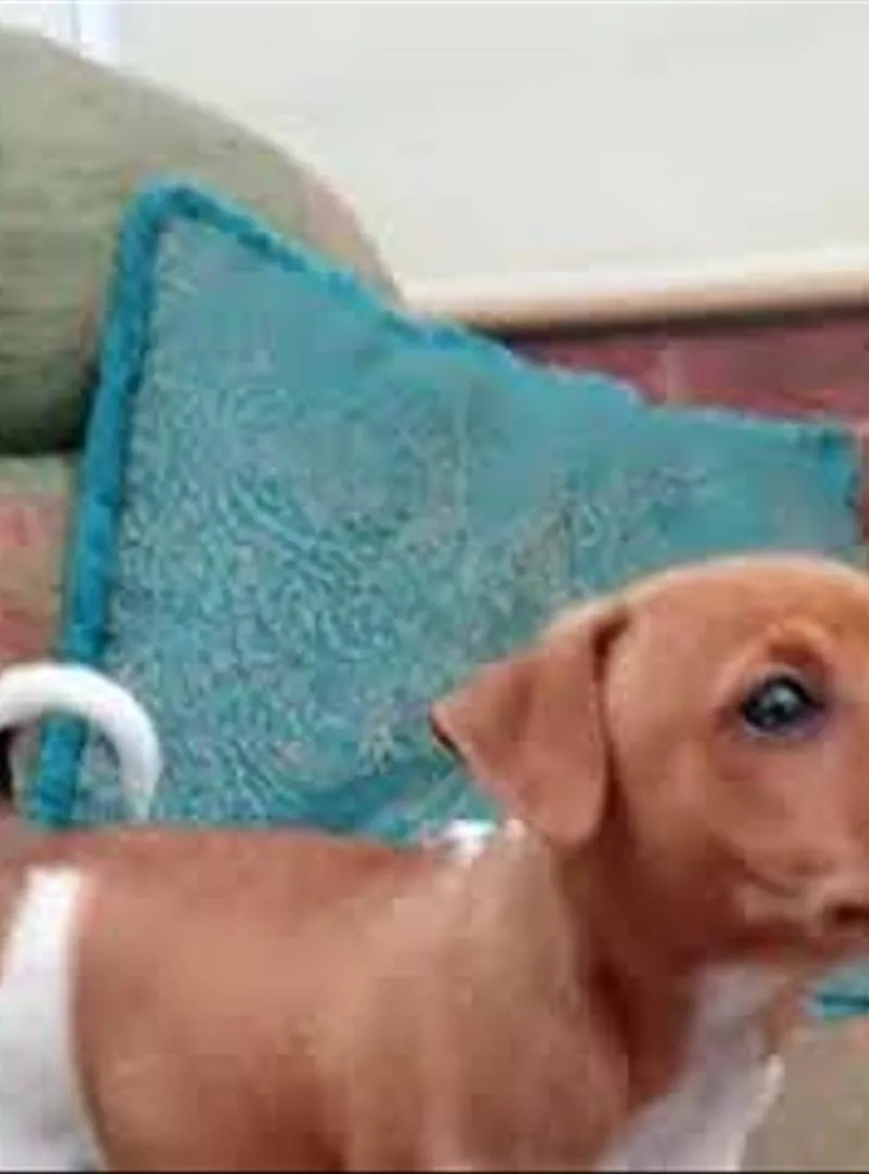 Bébé Jack Russell
