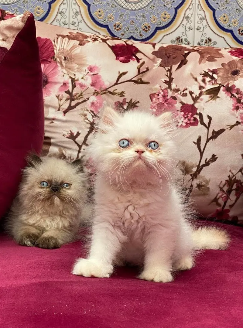 Chaton persan chinchilla