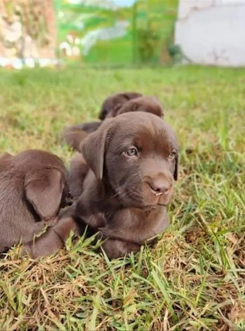 Bébé Labrador Retriever Marron