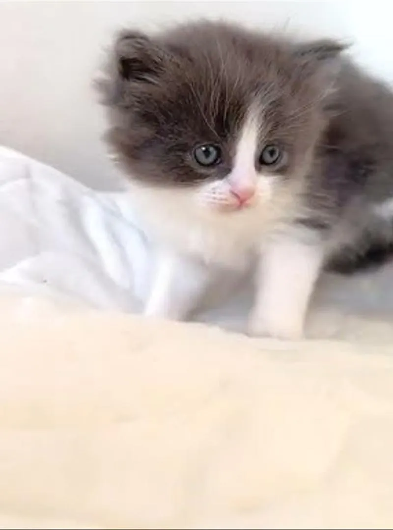 chaton gris bleu