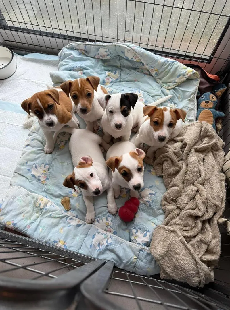 Chiots Jack Russel