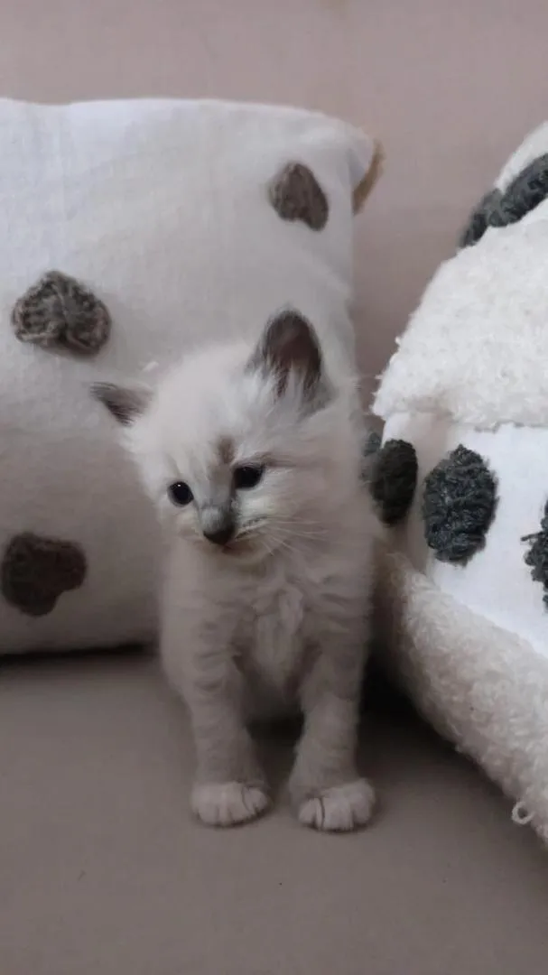 Chaton Ragdoll pure race