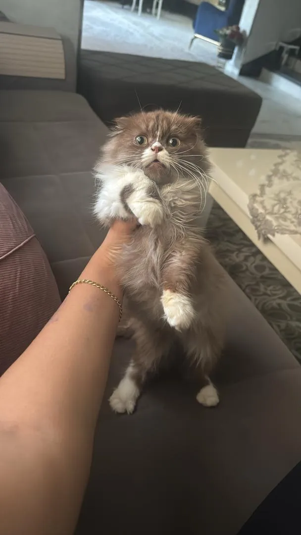 Scottish Fold Highland mâle chocolat et blanc