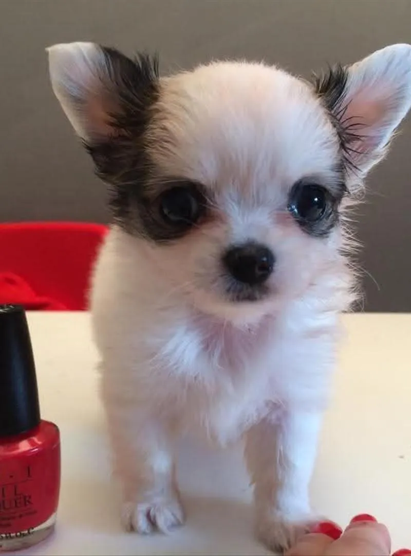 Chiots chihuahua