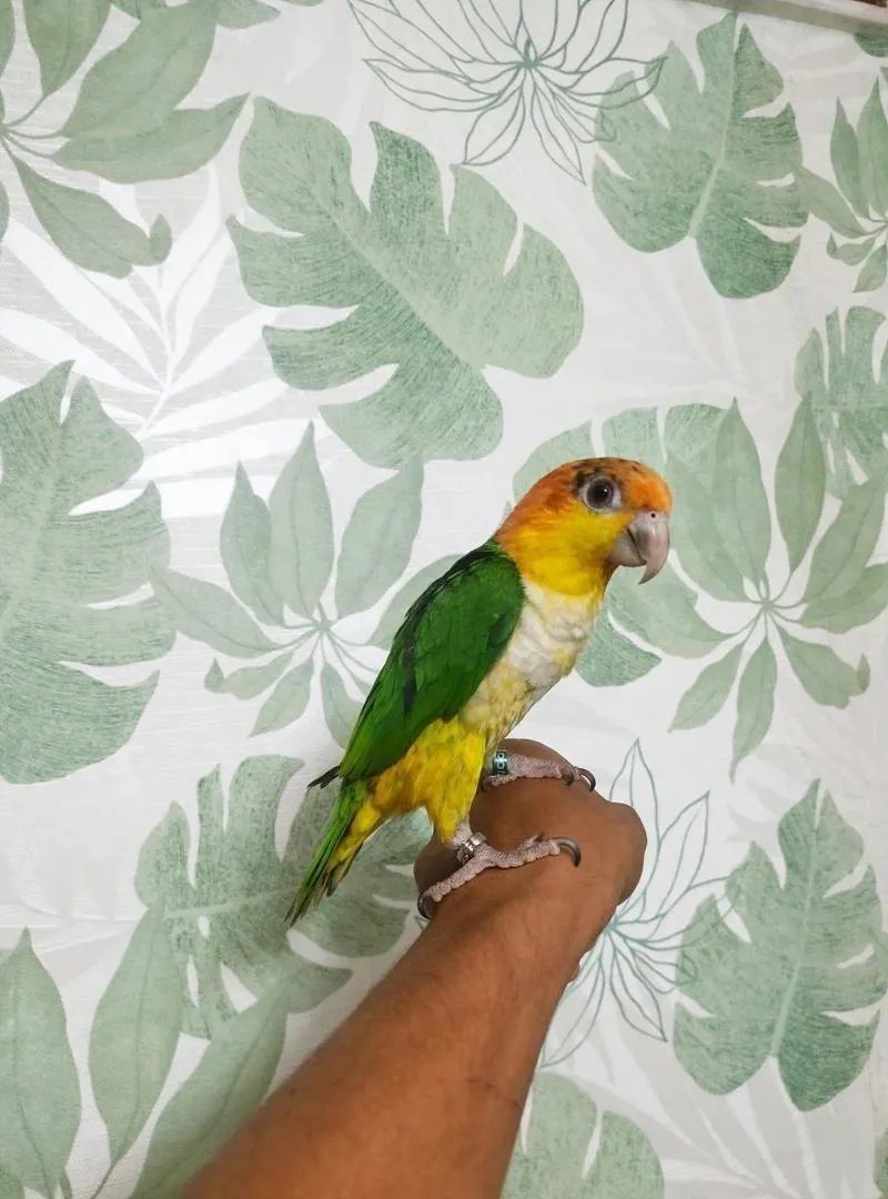 Perroquet Caique Apprivoisé à Vendre - 5 Mois
