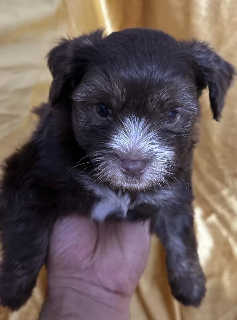 Bébés bichons actifs et pleins d'énergie..