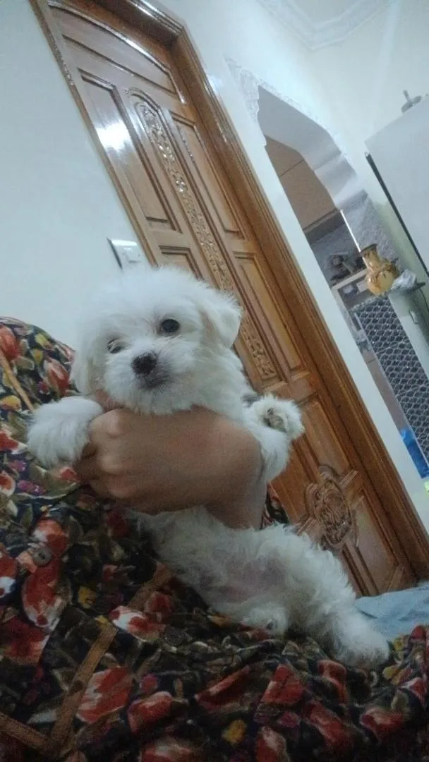 Bichon Maltais